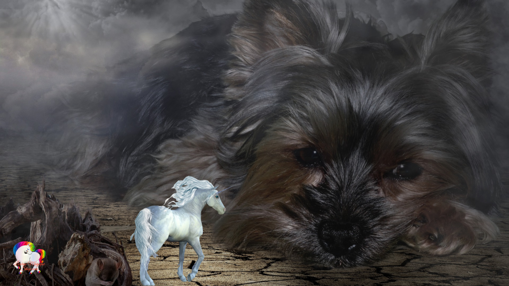 Dans un univers parallèle magique et fantastique la rencontre entre une licorne blanche et un yorkshire géant